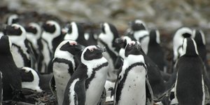 5. African Penguin